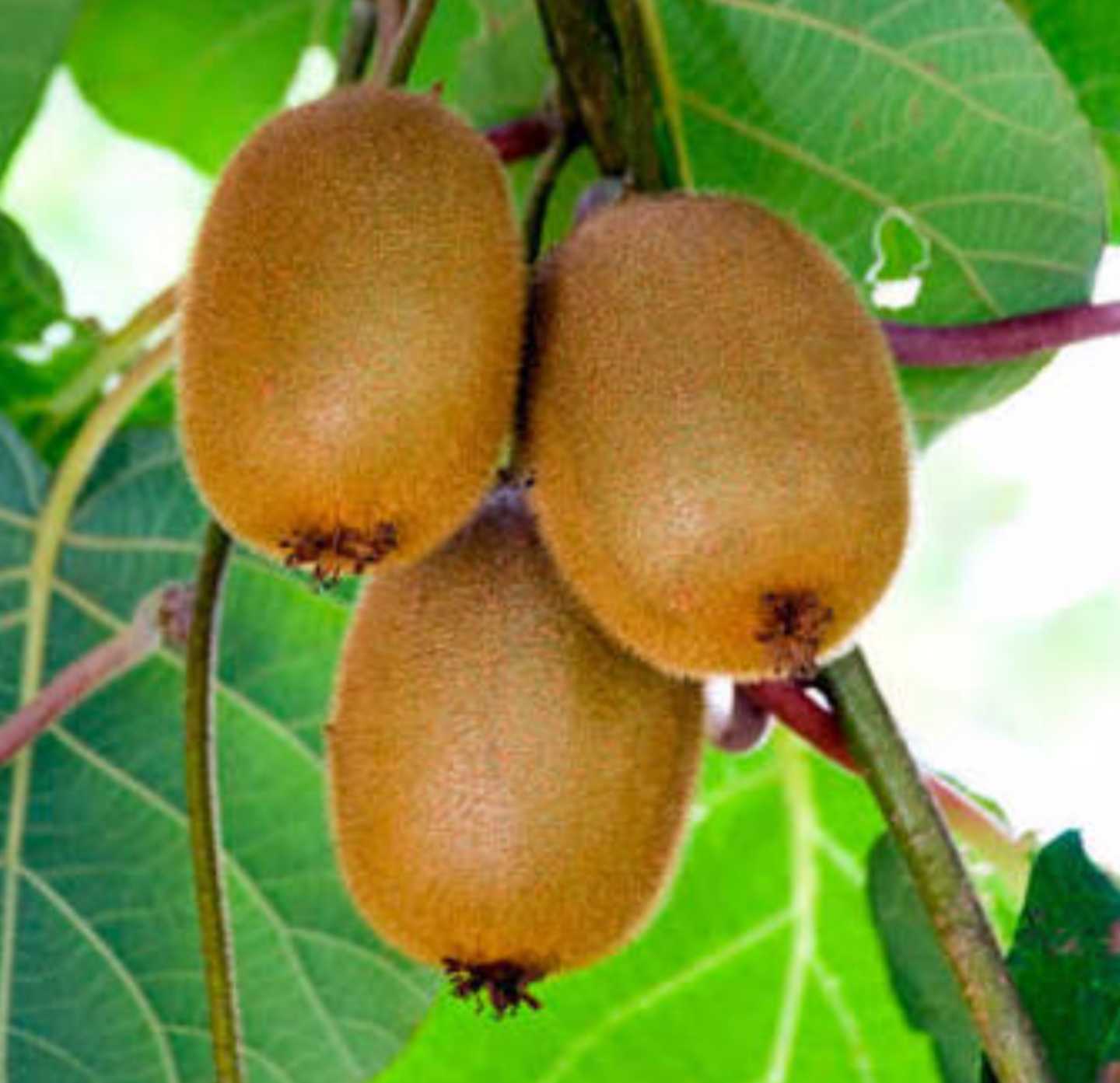 Golden Kiwi Fruit Seeds for Planting - A Sweet and Nutrient-Rich Kiwi for Your Garden