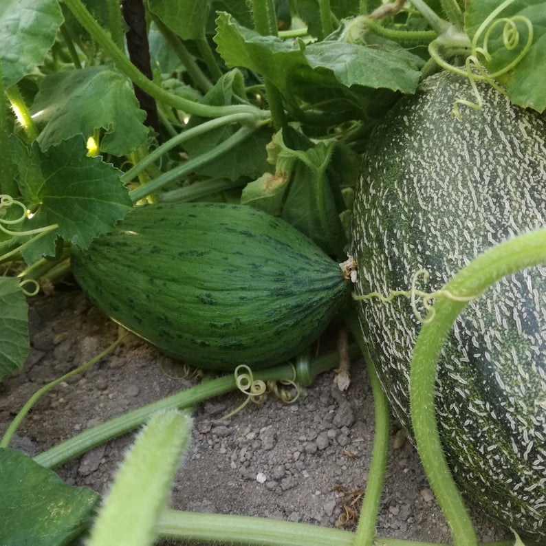 Green Toadskin Melon Fruit Seeds - Exotic Melons with a Unique Appearance