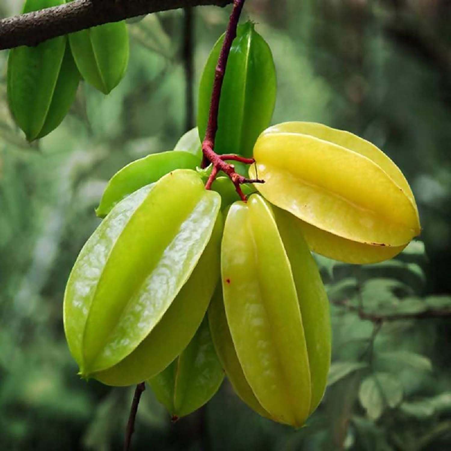 Tropical Star Fruit Seeds for Sweet and Tangy Trees
