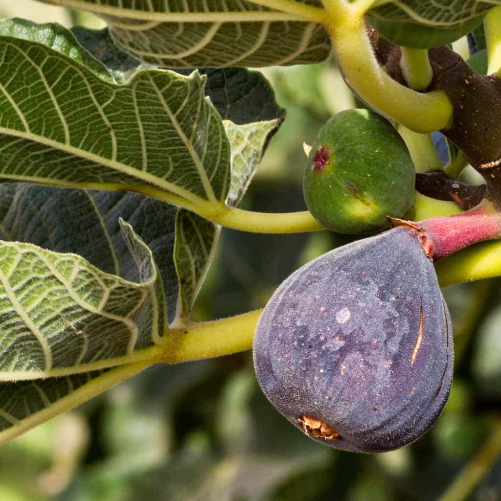 Violette de Bordeaux Fig Fruit Seeds for Planting - Ideal for Fruiting in Warm Climates, Heirloom Seeds