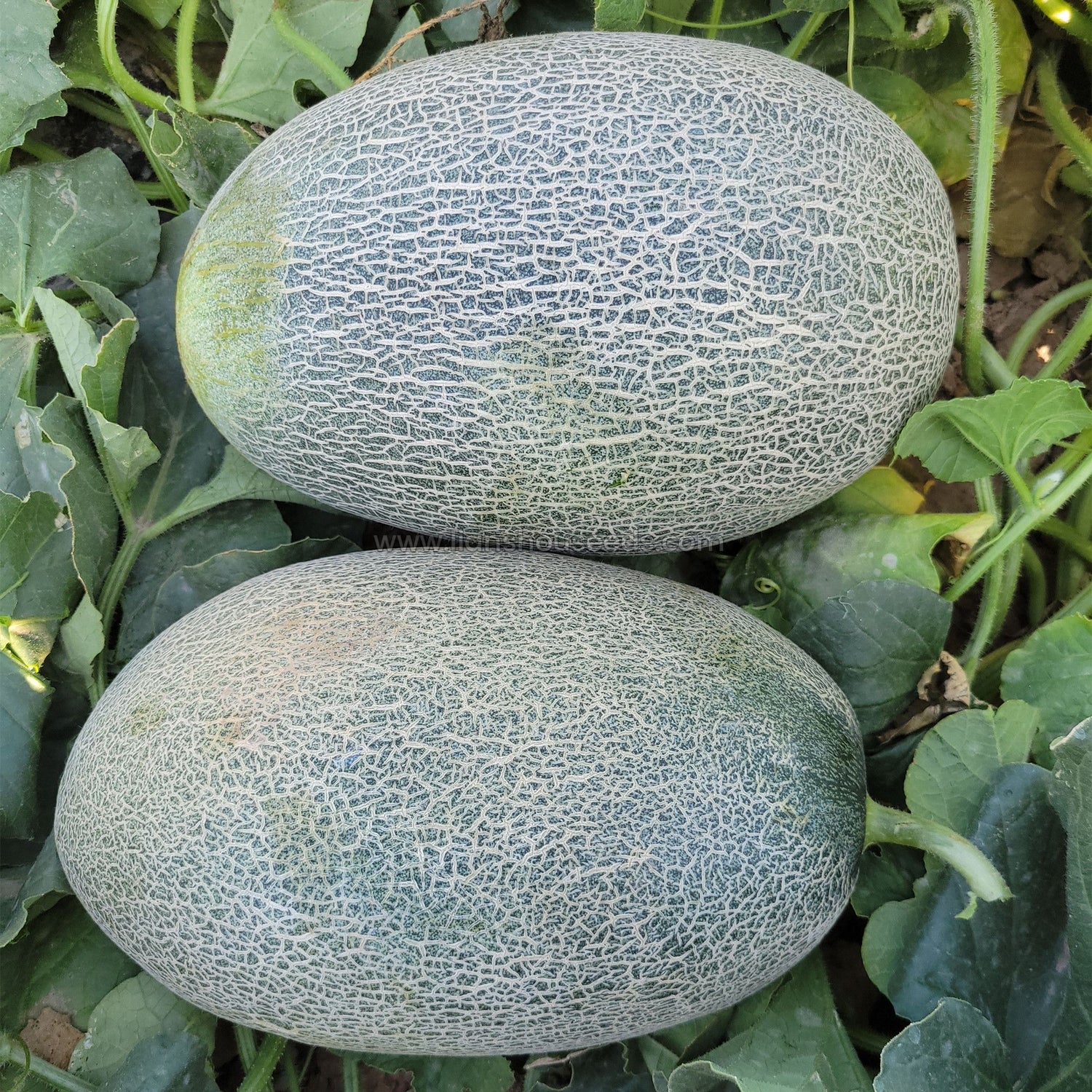 Green HAMI Melon Fruit Seeds for Planting - heirloom and Non-GMO garden seeds