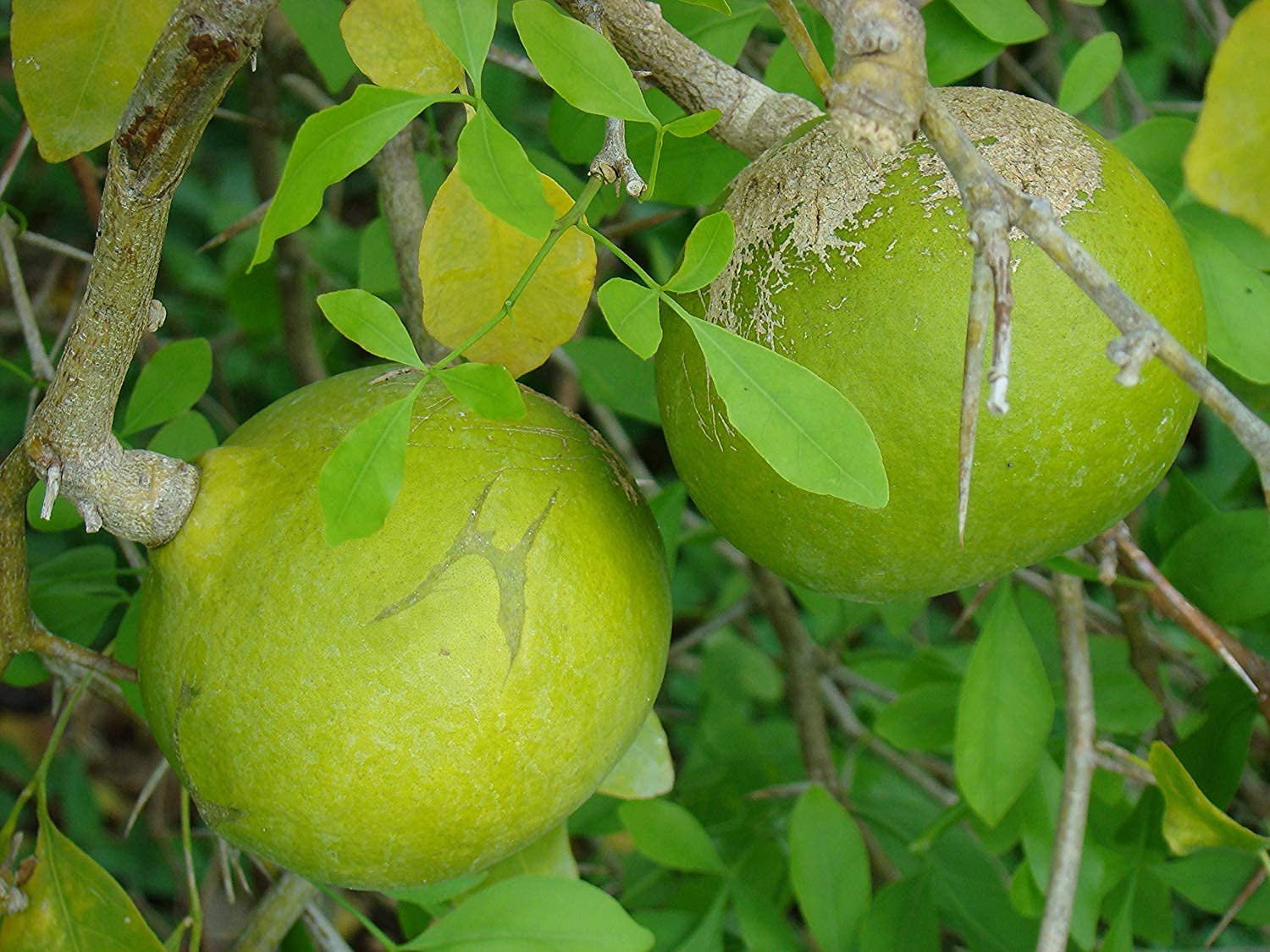 Rare Aegle Marmelos Seeds - Grow This Sacred and Medicinal Fruit Tree