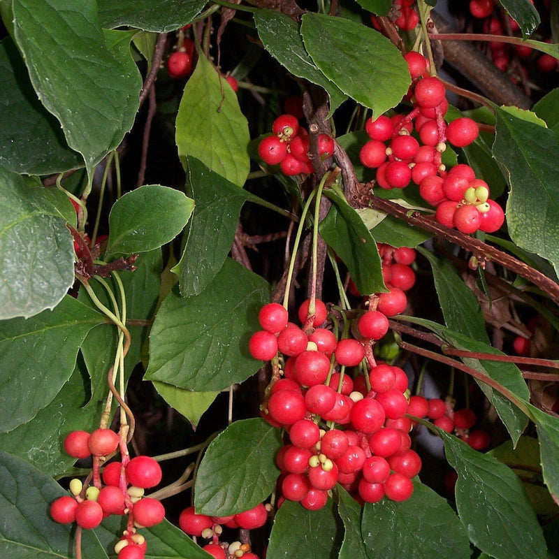 Schisandra Fruit Seeds for Growing Adaptogenic and Flavorful Fruits