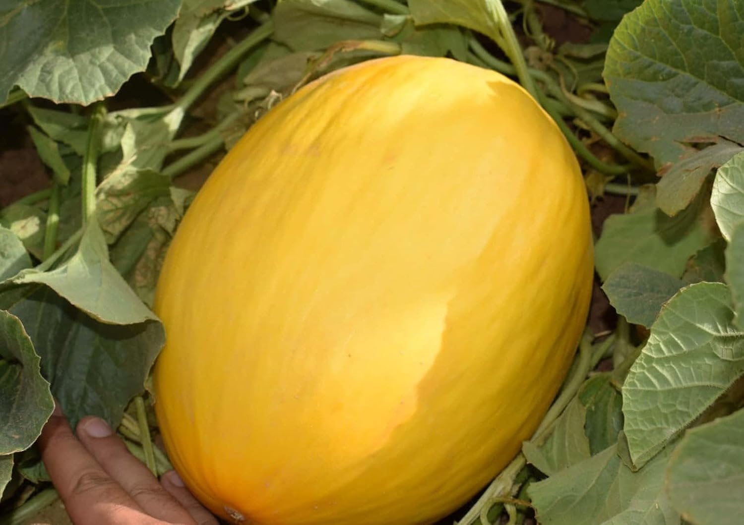Crenshaw Melon Seeds, Grow Your Own Sweet, Juicy Melons