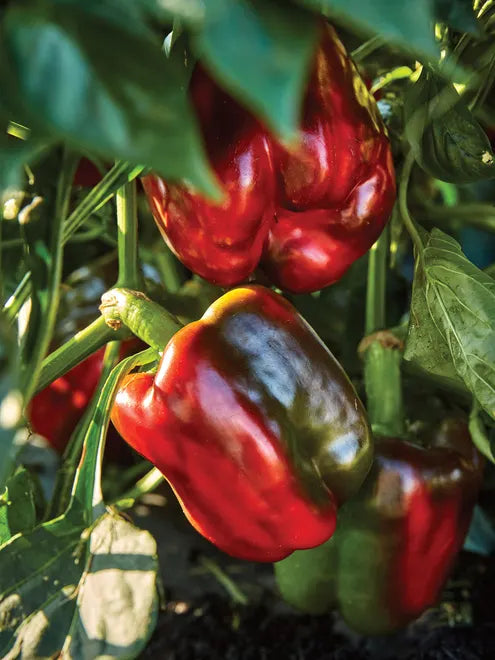 Sweet Pepper Seeds - California Wonder