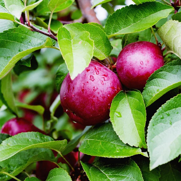 Purple Apple Fruit Seeds for Planting - Heirloom & Non-GMO Seeds for Planting