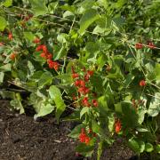 Scarlet Runner Beans Fast-Growing Edible Vegetable Seeds