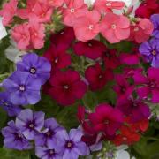 Phlox Mix Colorful Hardy Perennial Bloom Seeds