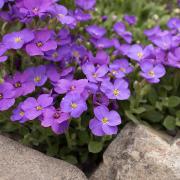 Phlox Blue Stunning Blue Hardy Garden Bloom Seeds