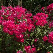 Phlox Crimson Bold Crimson Flourishing Bloom Seeds