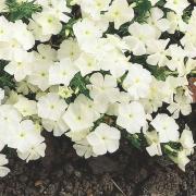 Phlox White Pure White Delicate Bloom Seeds