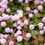 Polygonum Capitatum Hardy Groundcover Ornamental Seeds