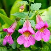 Rehmannia Angulata Exotic Bell Shaped Bloom Seeds