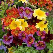 Salpiglossis Colorful Velvety Trumpet Bloom Seeds