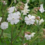 Silene Snowdrop Delicate White Petal Bloom Seeds