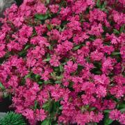 Silene Triumph Bright Pink Hardy Bloom Seeds