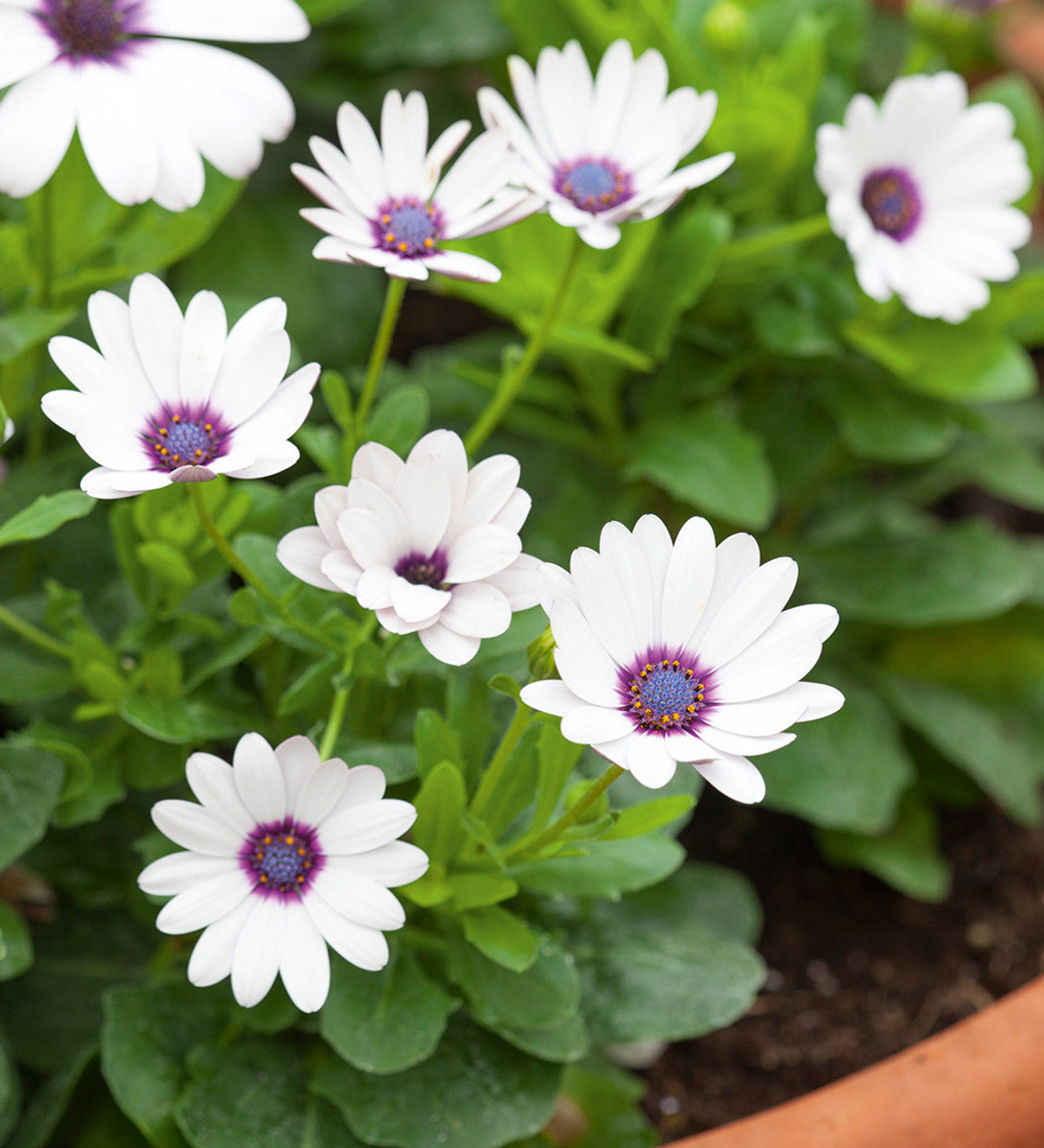 Osteospermum Akila White Seeds