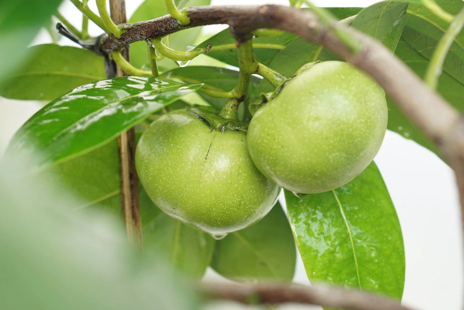 Black Sapote Seeds (Diospyros texana)