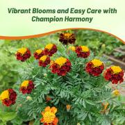 French Marigold Harmony Balanced Color Bloom Flower Seeds