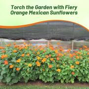 Mexican Sunflower Orange - Bushy Orange Bold Bloom Seeds