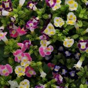 Torenia Mix Assorted Colorful Bloom Seeds