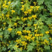 Nasturtium Canary Creeper Fast Growing Climbing Bloom Seeds