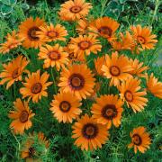 Ursinia Anthemoides Bright Daisy-Like Bloom Seeds