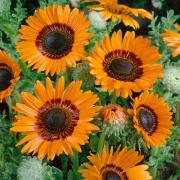 Venidium Orange Fiery Orange Bloom Seeds