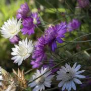 Xeranthemum Annuum Everlasting Paper Flower Seeds