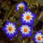 Morning Glory Ensign Royal Majestic Purple Bush Morning Glory Seeds