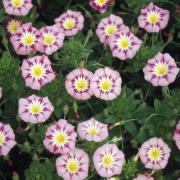 Morning Glory Ensign Rose Delicate Pink Bush Morning Glory Seeds