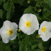 Morning Glory Ensign White Pure White Compact Bush Bloom Seeds