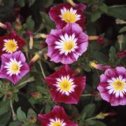 Morning Glory Ensign Red Bright Red Bush Morning Glory Seeds