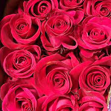 Rosa Seeds Fragrant Flower Seeds for Planting in Garden and Balconys