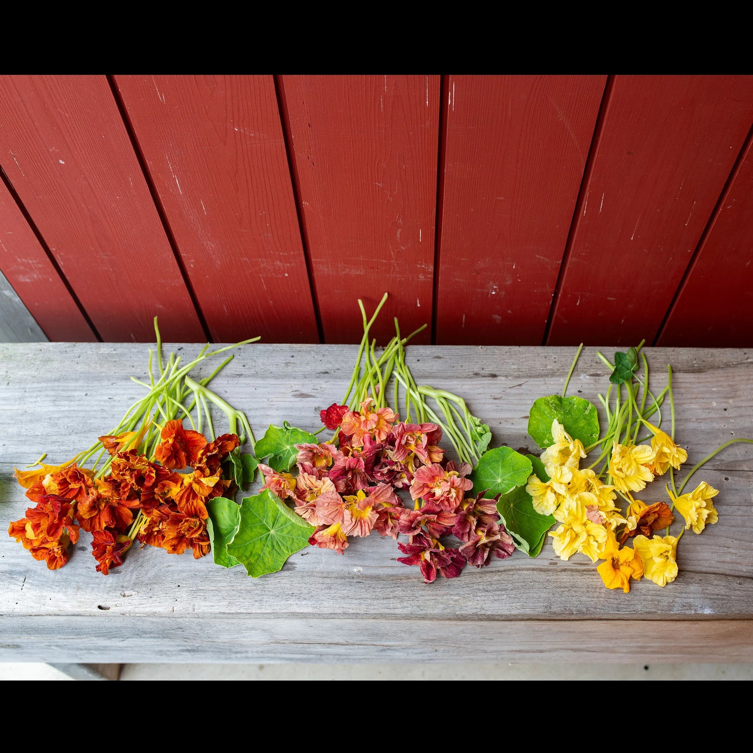 Nasturtium Vintage Seeds