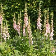 Foxglove Apricot Towering Spire Flower Seeds