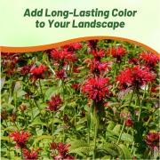 Monarda Didyma Scarlet Beebalm Bold Red Hummingbird Flower Seeds