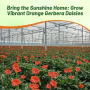 Gerbera Orange Bright Sunny Bloom Flower Seeds