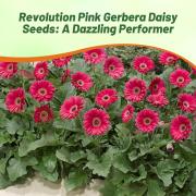 Gerbera Pink Soft Pastel Bloom Flower Seeds