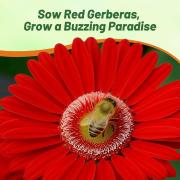 Gerbera Red Bold Scarlet Bloom Flower Seeds