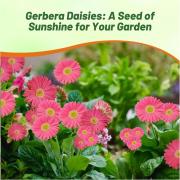 Gerbera Rose Elegant Garden Bloom Flower Seeds