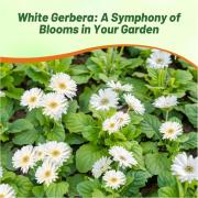 Gerbera Vanilla Soft Cream Bloom Flower Seeds