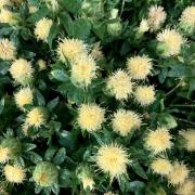 Safflower White Elegant Creamy White Bloom Seeds