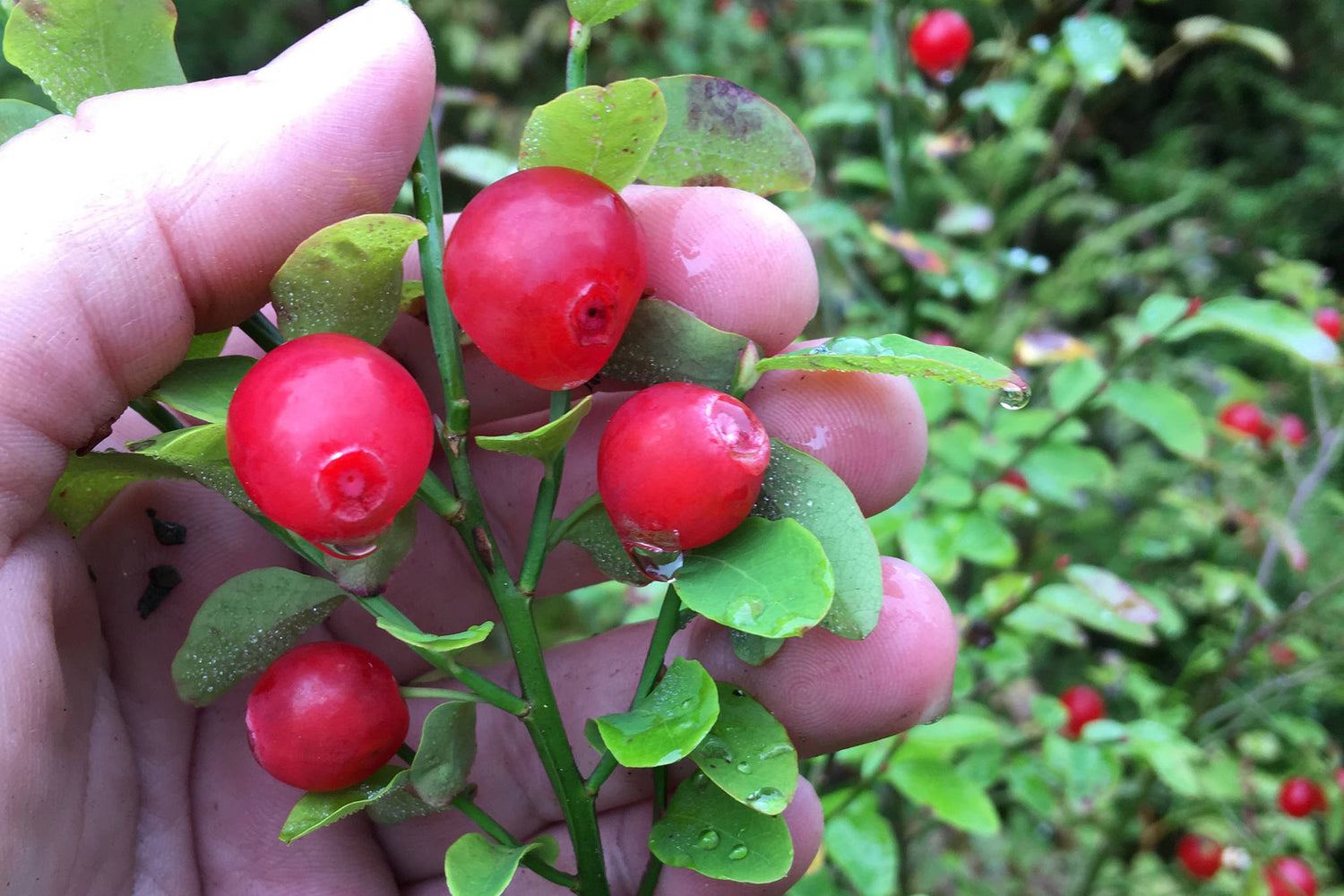 Red Huckleberry – A Burst of Tart Sweetness in Every Bite