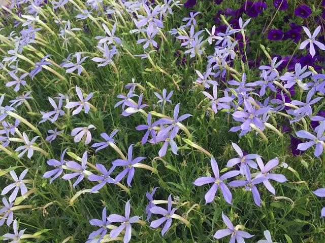 Laurentia Flower Seeds for Planting – NON GMO Seeds Dhara Seeds