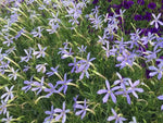 Laurentia Flower Seeds for Planting – NON GMO Seeds Dhara Seeds