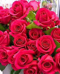 Rosa Seeds Fragrant Flower Seeds for Planting in Garden and Balconys