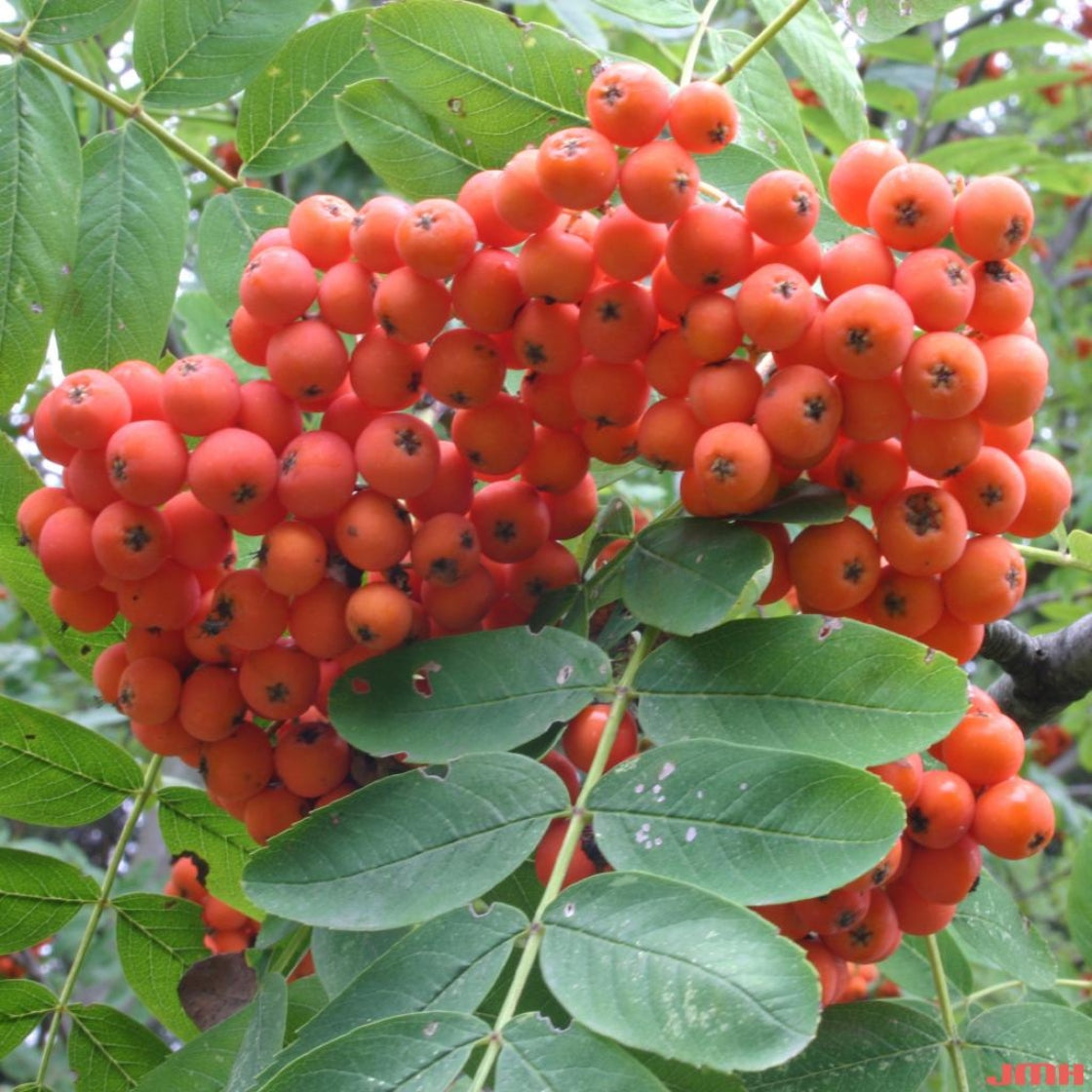 Sorbus Aucuparia-Rowan,European Mountain Ash Fruit Seeds for Planting – Ideal for Garden Growth, Heirloom Seeds