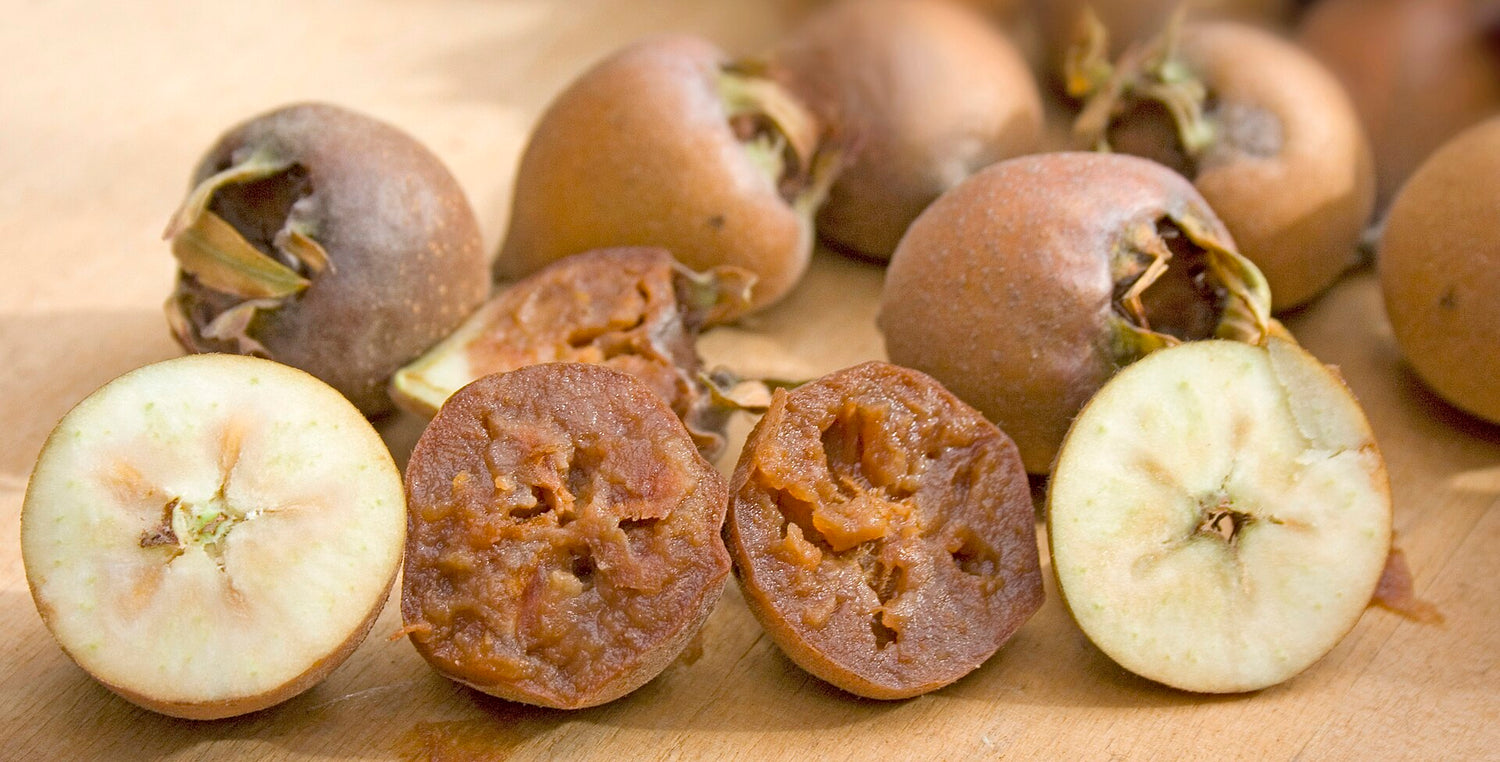 Medlar (Mespilus germanica) Seeds