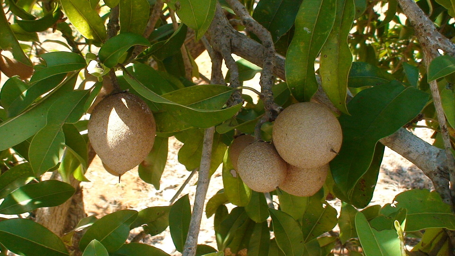 Manilkara Elata (Sapotaceae) Seeds